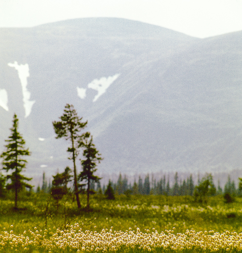 film photo
