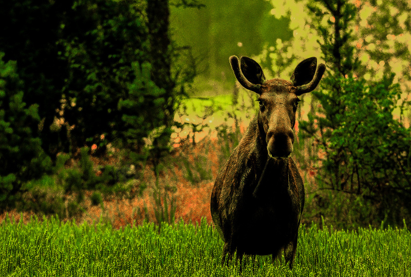 Moose Bull