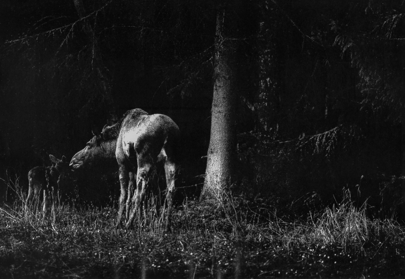 Moose © Risto Lounema Moose